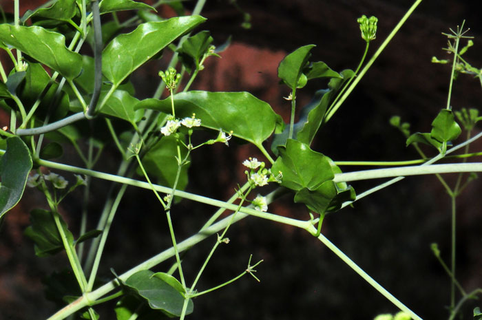 Boerhavia scandens, Climbing Wartclub